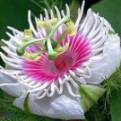 Passiflora Foetida 50 Seeds Fresh Garden