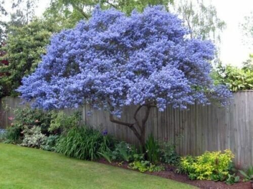 Creeping Mountain Lilac 25 Seeds Tree Flowers Perennial Flowerus Fresh Garden