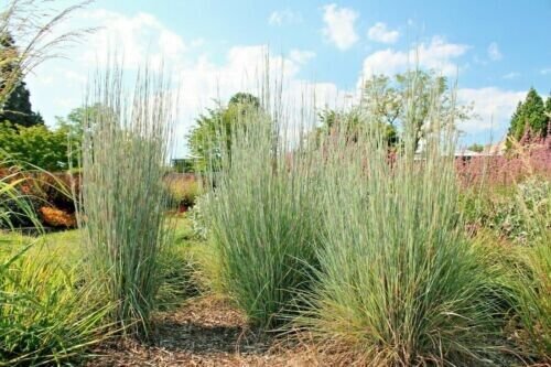 Big Bluestem Seeds Native Tall Grass Prairie Ornamental Drought 500 Seeds Fresh Garden