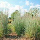Big Bluestem Seeds Native Tall Grass Prairie Ornamental Drought 500 Seeds Fresh Garden
