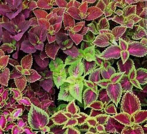 Coleus Plant 100 Seeds Shipped With Tracking Fresh Garden