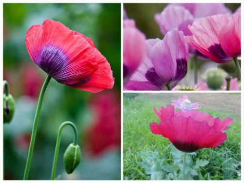 Pepperbox Mix Poppy Seeds Papaver Bread 300 Seeds Poppies Fresh Garden