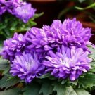 Purple Chrysanthemum Lavender Mums Flowers Planting 200 Seeds Fresh Garden