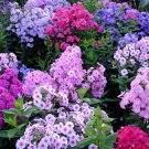 Mixed Phlox 100 Seeds Creeping Perennial Ground Cover Popstars Phlox Fresh Garden