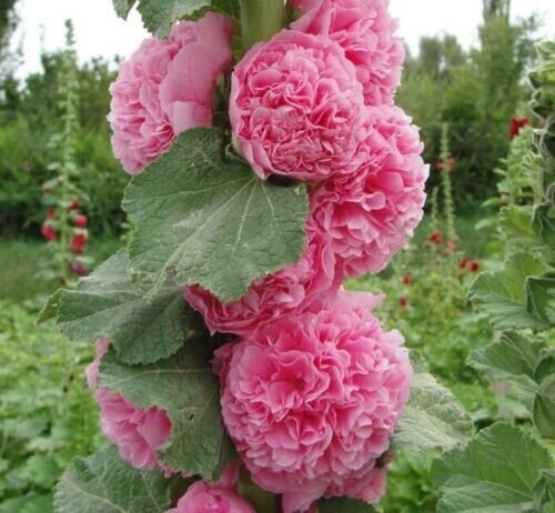 Double Cotton Candy Hollyhock 25 Seeds Perennial Fresh Garden