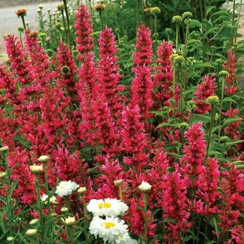 Raspberry Hyssop Agastache Perennial Flower 50 Seed Flowers Fresh Garden