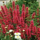 Raspberry Hyssop Agastache Perennial Flower 50 Seed Flowers Fresh Garden