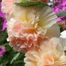 Alcea Rosea Salmon Double Hollyhock Flower 50 Seeds Perennial Fresh Garden