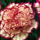 Yellow Red Carnation Seeds Dianthus Flowers 100 Seed Flower Perennial Fresh Garden