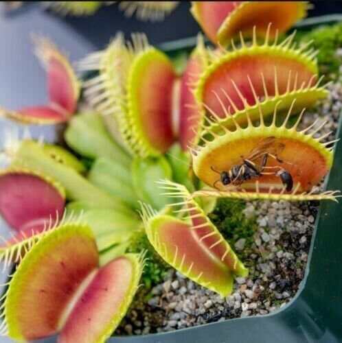 Venus Fly Trap Carnivorous Plant 25 Seeds R Fresh Garden