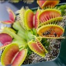 Venus Fly Trap Carnivorous Plant 25 Seeds R Fresh Garden