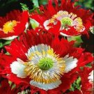 Poppy Danish Flag Cross Huge Flowers Pollinators Non Gmo 1500 Seeds Fresh Garden