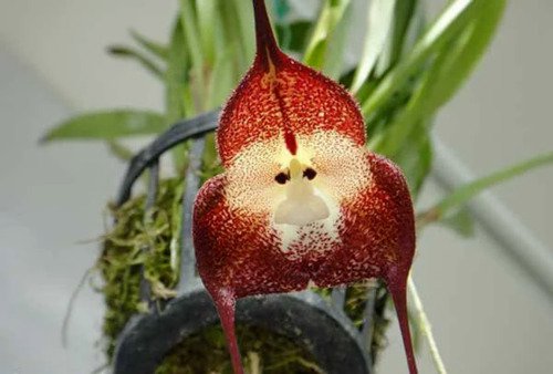 Orchid Rare Monkey Face Fastest Germinating 50 Seeds Fresh Garden