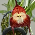 Orchid Rare Monkey Face Fastest Germinating 50 Seeds Fresh Garden