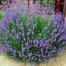 True English Lavender 300 Seedsorganic Herb Oils Fragrance Dried Repellent Fresh Garden