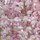 Wisteria Floribunda Japanese Wisteria 15 Seeds Fresh Garden