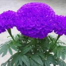 Purple Marigold Flowers Beautiful 25 Seeds Fresh Garden