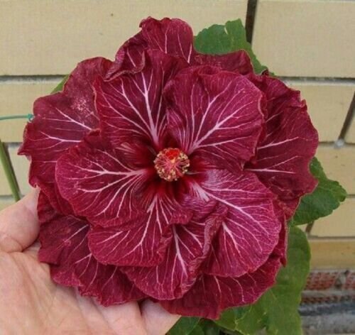 Double Dark Pink Hibiscus 25 Seeds Perennial Flower Fresh Garden