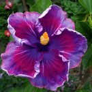 Purple Blue Hibiscus 25 Seeds Flower Perennial Fresh Garden
