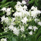 Columbine Crystal Star White Perennial Pollinators Non Gmo 200 Seeds Fresh Garden