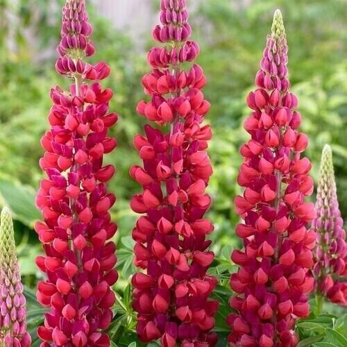 Red Rum Lupine Seeds Flower Perennial Flowers Hardy 50 Seeds Fresh Garden