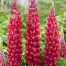 Red Rum Lupine Seeds Flower Perennial Flowers Hardy 50 Seeds Fresh Garden