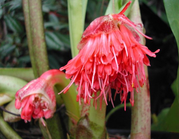 8 Scadoxus Nutans Clivia Seeds Rare Amarylis Flower Exotic Plant Fresh Garden