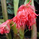 8 Scadoxus Nutans Clivia Seeds Rare Amarylis Flower Exotic Plant Fresh Garden