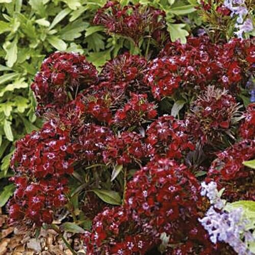 Dianthus Barbatus Sweet William Black Adder 200 Seeds Fresh Garden