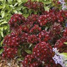 Dianthus Barbatus Sweet William Black Adder 200 Seeds Fresh Garden