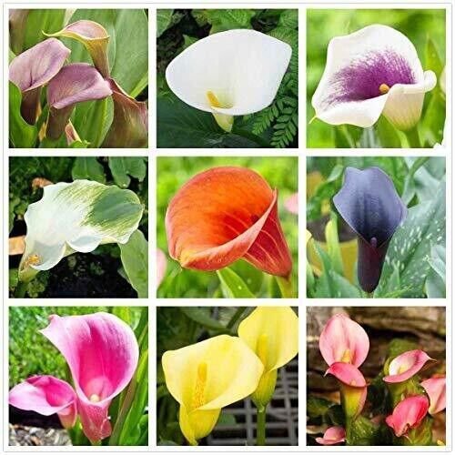 Calla Lily Mix Flowers Easy To Grow Planting For Outdoor Indoor 100 Seeds Fresh Garden