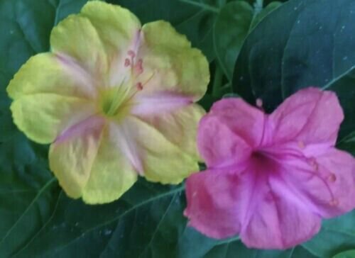 Yellow & Pink 4 O'Clock Seeds Open Pollinated 15 Seeds Fresh Garden