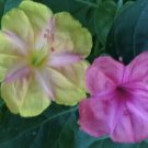 Yellow & Pink 4 O'Clock Seeds Open Pollinated 15 Seeds Fresh Garden