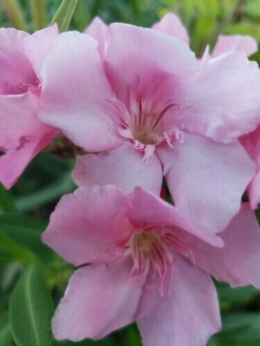 Pink Oleander Nerium Oleander Exotic Plant Tree 60 Seeds Fresh Garden