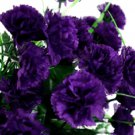 100 Dark Purple Carnation Seeds Beautiful Color Fresh Garden