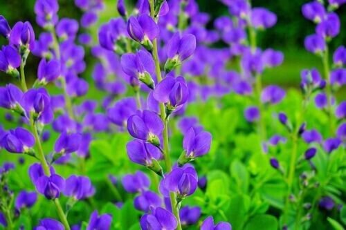 Wild Blue Indigo Bush 100 Seeds Baptisia Australis Fresh Garden