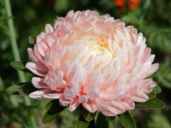 Seeds Aster Peony Pink Giant Annual Cut Flower Fresh Garden