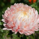 Seeds Aster Peony Pink Giant Annual Cut Flower Fresh Garden