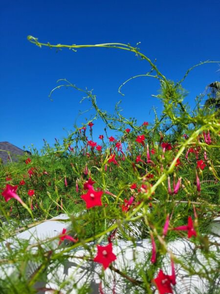 Red Flowering Hummingbird Cypress Vine 500 Seeds Fresh Garden