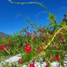 Red Flowering Hummingbird Cypress Vine 500 Seeds Fresh Garden