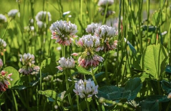 White Dutch Clover Heirloom Perennial Flower 100 Seeds Fresh Garden