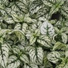 10 Hypoestes Confetti Compact White Fresh Garden