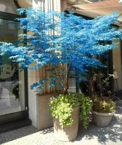 10 Authentic Seeds Blue Japanese Ghost Blue Maple Tree Fresh Garden