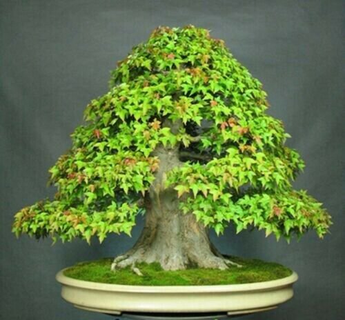 Trident Maple Bonsai Seeds Stratified Acer 10 Seeds Fresh Garden