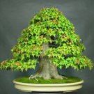 Trident Maple Bonsai Seeds Stratified Acer 10 Seeds Fresh Garden