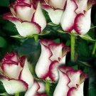 White Pink Rose 10 Seeds Flower Bush Perennial Flowers Seed Bloom Fresh Garden