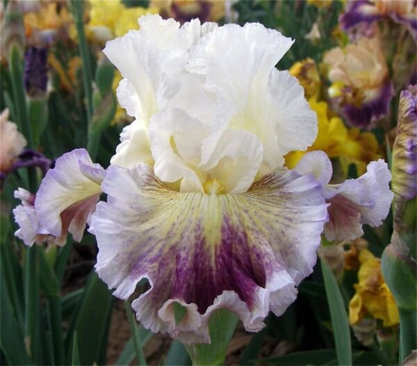 Us Iris Seeds Heirloom Iris 25 Seeds Fresh Garden
