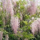 Wisteria Floribunda Rosea Japanese Wisteria 5 Seeds Fresh Garden