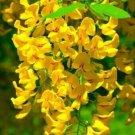 Yellow Chinese Wisteria Seeds Beautiful Climbing Vine 5 Rare Wisteria Seeds Fresh Garden