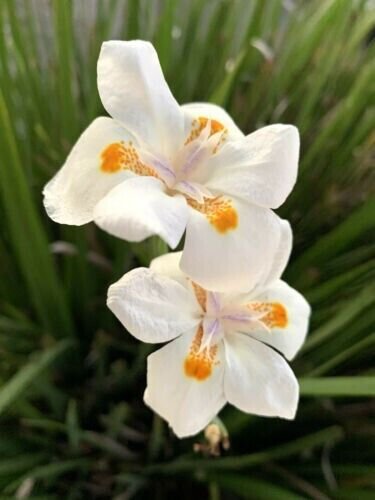 White Dietes Bicolor Wild Iris African Iris 25 Seeds Fresh Garden